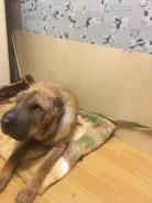 ������. ����