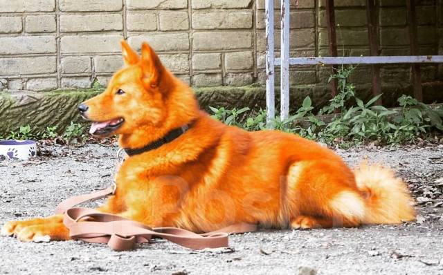 Карело-финская лайка, мальчик, ищет подружку - Вязка во Владивостоке