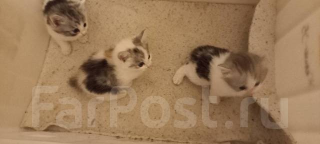 Бобтейл Курильский, в наличии. Цена: 3 000₽ во Владивостоке