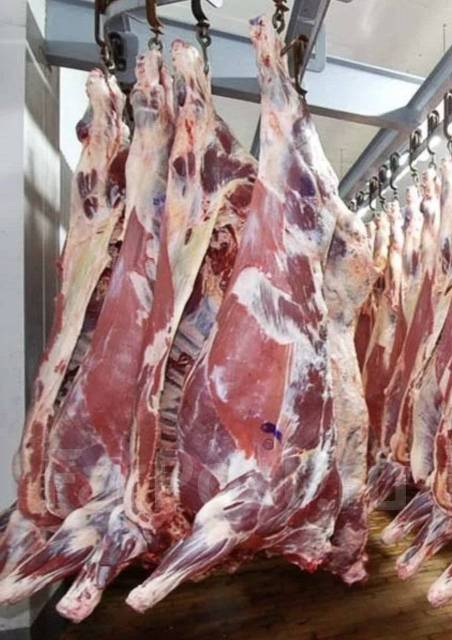 Конина живой вес. Конина живой вес. Конина живой вес. Замороженные мясные блоки из жилованной говядины. Конина живой вес.