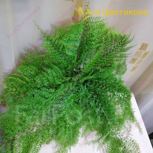 Папоротник Нефролепис ажурный, в наличии. Цена: 300₽ в Хабаровске