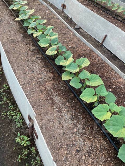 Работник теплицы, работа в ООО \"ИНКОС МЕНЕДЖМЕНТ в Артеме — вакансии на ...