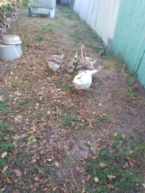 ����. ����