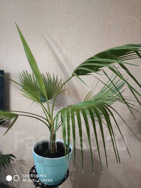 Пальма Ливистона нефрит - Растения во Владивостоке