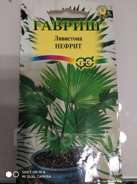 Пальма Ливистона нефрит - Растения во Владивостоке
