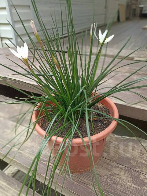 Цветок зефирантес белый, в наличии. Цена: 350₽ во Владивостоке