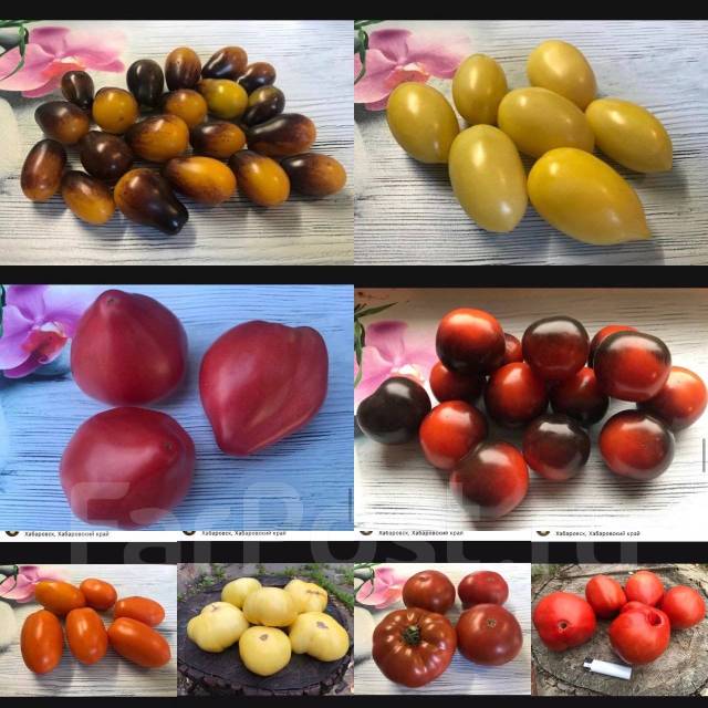 женьшень обыкновенный семена. дальневосточный кедровый орех. орех кедровый дальневосточный 500 грамм. Sweet bean. дальневосточный кедровый орех.