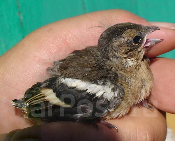 Goldfinch кормит. Птенцы канарейки. Птенец щегла слеток. Птенец щегла чем кормить. Птенец щегла чем кормить.