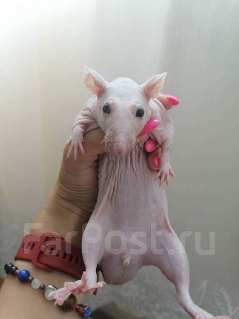 Декоративные сфинксы: все о крысах лысой породы