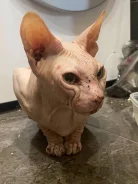 ������. ����