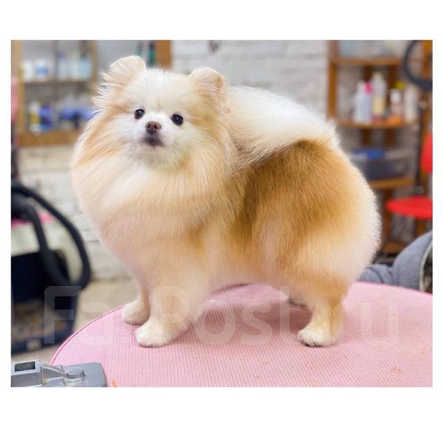 Курсы груминга, обучение с нуля! Оф Диплом! Рассрочка - Сфера ...