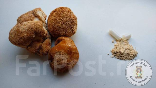 Ежовик Гребенчатый, Плодовые тела, Грибной Микродозинг в капсулах, в ...