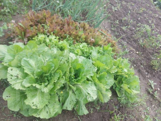 Продам дачный участок с урожаем, городской округ большой камень, 100 кв ...