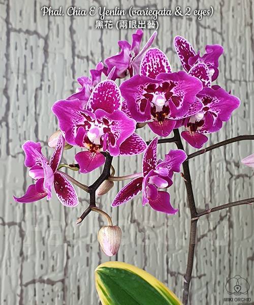 Phal chia e yenlin variegata фото