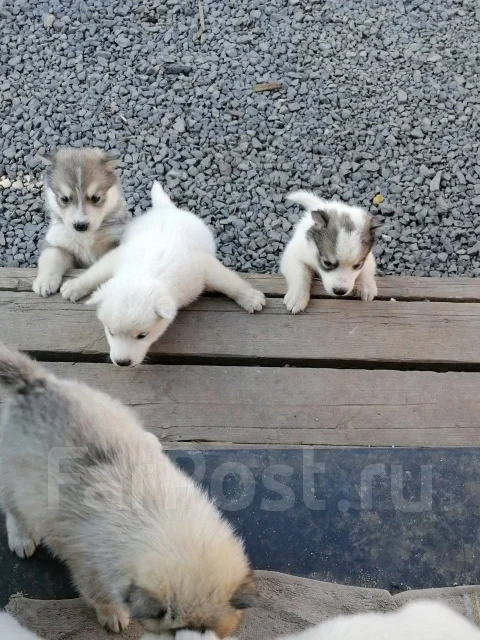 �����. ����