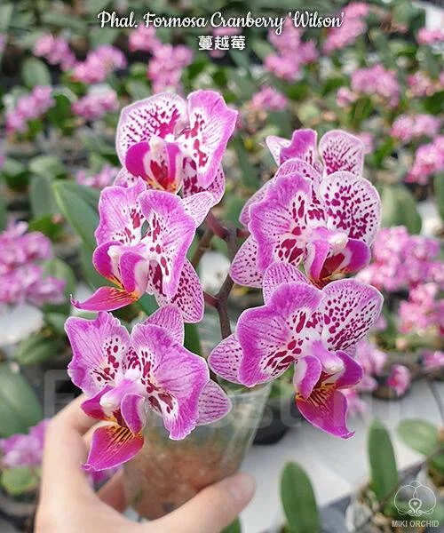  Phal Formosa Cranberry Wilson 