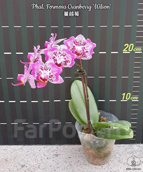  Phal Formosa Cranberry Wilson 