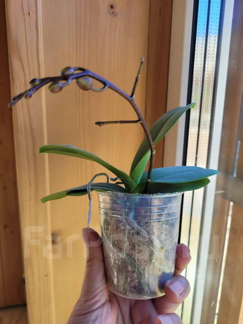  Phal Formosa Cranberry Wilson 