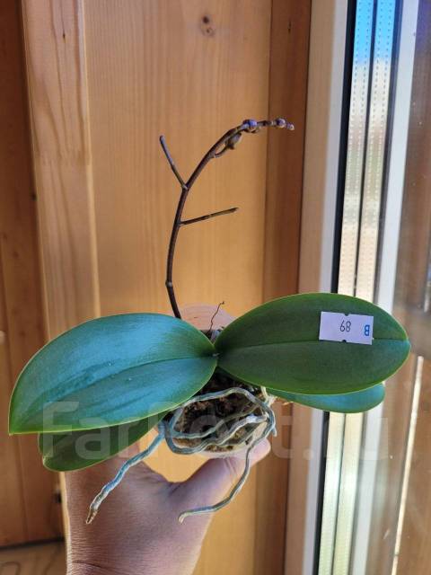  Phal Formosa Cranberry Wilson 