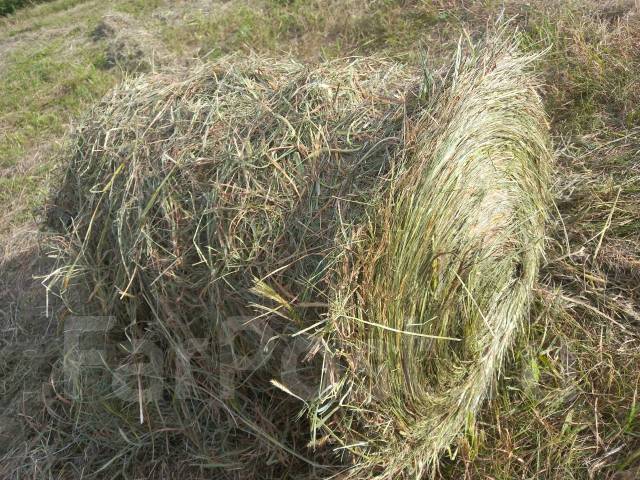 Сено в мини рулонах 500х800, грызунов, кроликов, лошадей, с/х животных ...