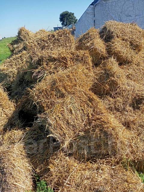 Солома овсяная с зерном - Аксессуары в Уссурийске