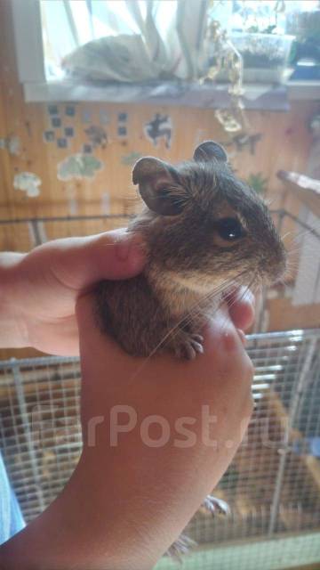 Продам белку дегу - Другие животные во Владивостоке