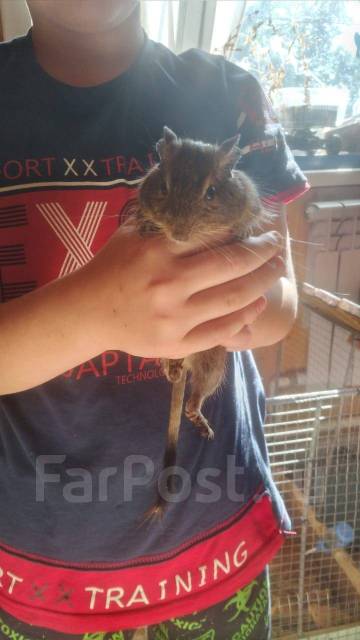 Продам белку дегу - Другие животные во Владивостоке