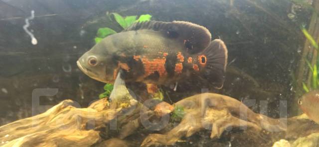 Глазчатый астронотус - Аквариумистика и террариумистика во Владивостоке