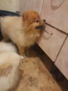 ���������� ������/����������� ����. ����