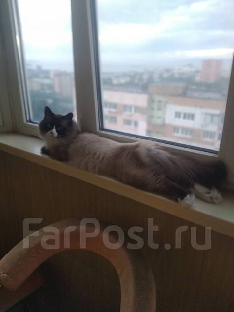 Отдам котика Невская маскардная во Владивостоке
