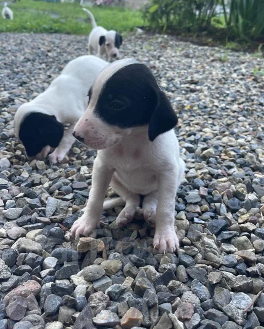 Курцхаар, в наличии. Цена: 1 000₽ во Владивостоке