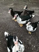 ����. ����