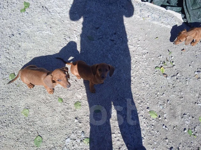 �����. ����