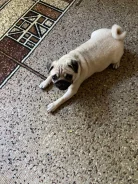 ����. ����