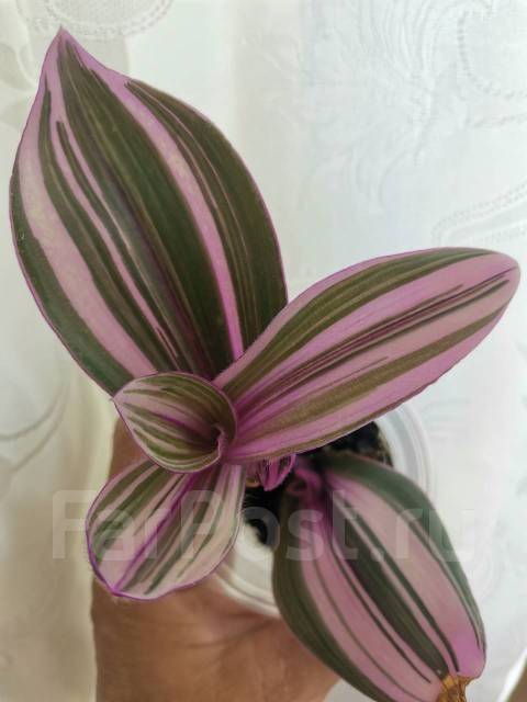 Традесканция Pink furry редкая - Растения во Владивостоке