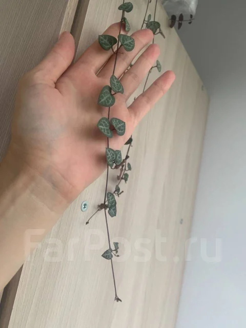 Продам растение Церопегия Вуда - Растения во Владивостоке