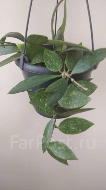 Хойя Грацилис - Растения в Уссурийске