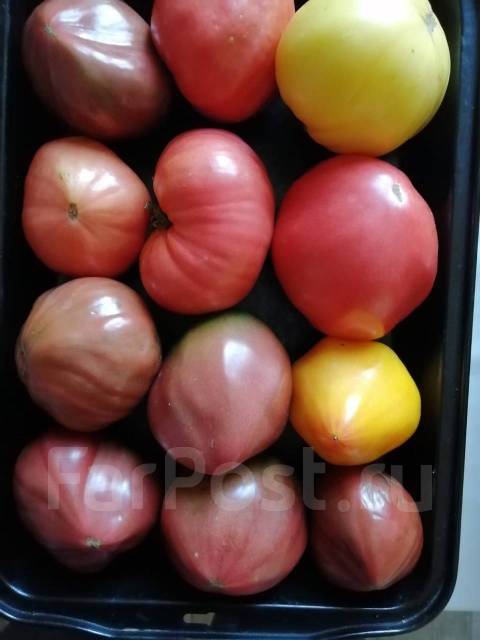 Помидоры домашние отборные грунтовые (не тепличные) - Домашние продукты ...