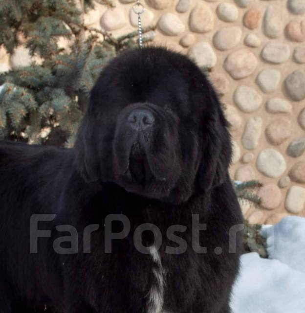 Ньюфаундленд щенок - Собаки во Владивостоке