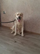 ����� �����. ����