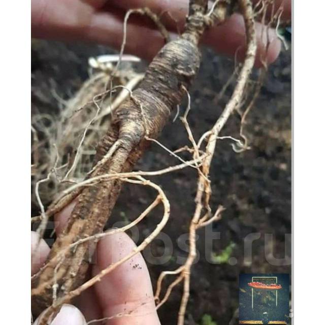 Корень женьшеня настоящего (Panax ginseng), в наличии. Цена: 1 000₽ во ...