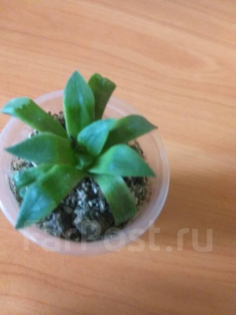 Суккулент хавортия - Растения во Владивостоке