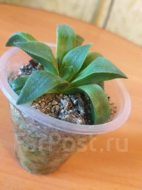 Суккулент хавортия - Растения во Владивостоке