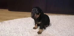 �����. ����
