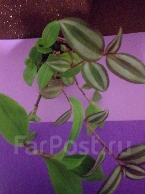 Комнатные цветы - Растения во Владивостоке