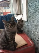 �����. ����