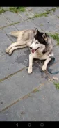 ��������� �����. ����