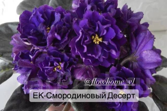 Фиалки ек фото и описание сорта Фиалка сортовые! Лист, в наличии. Цена: 60 ₽ во Владивостоке