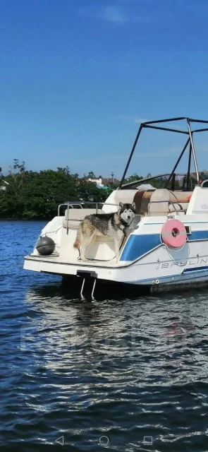 �����. ����