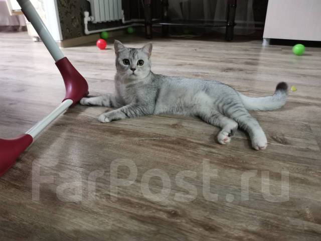 Вязка для кошки - Вязка во Владивостоке